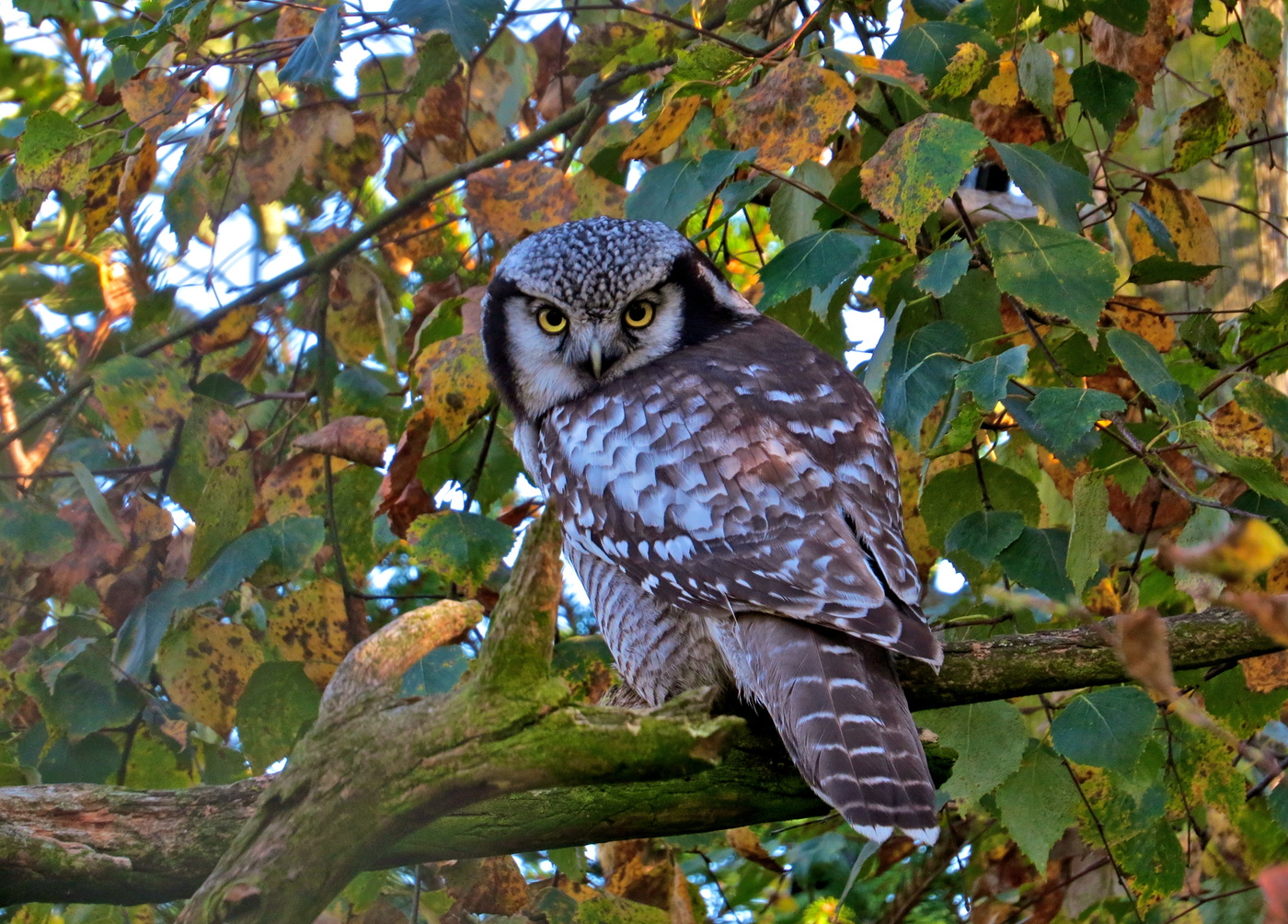 Взгляд осенний