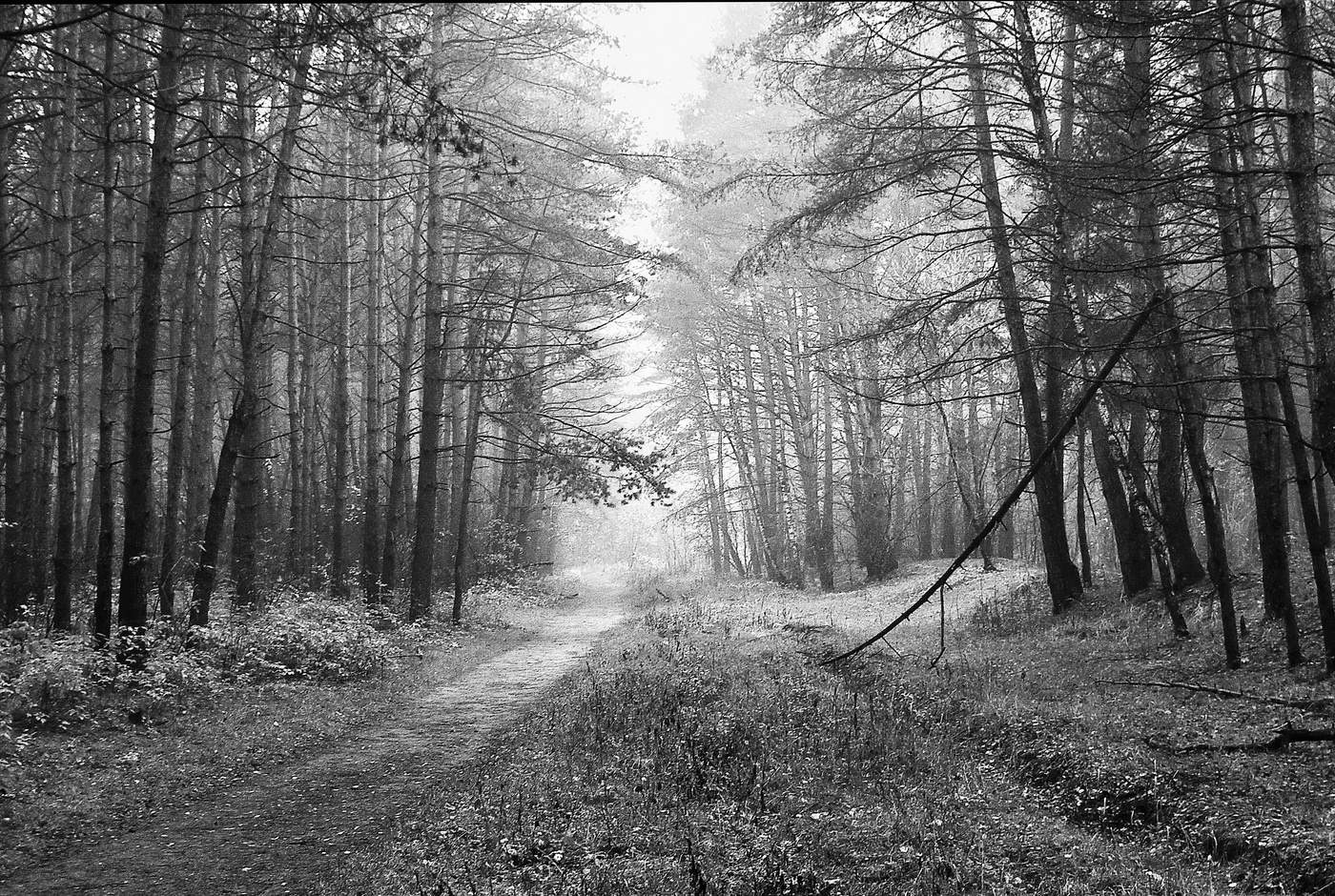 Утро в осеннем бору