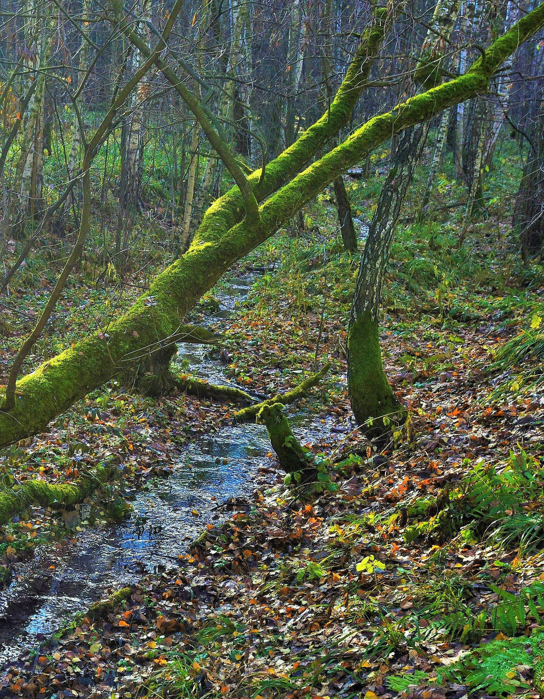 Лесной ручей подернутый ледком ...