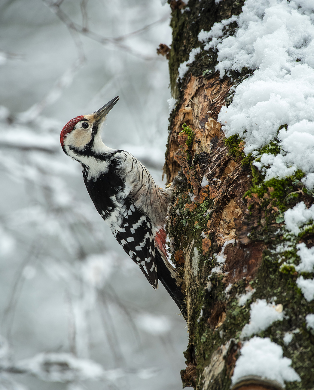 Белоспинный дятел