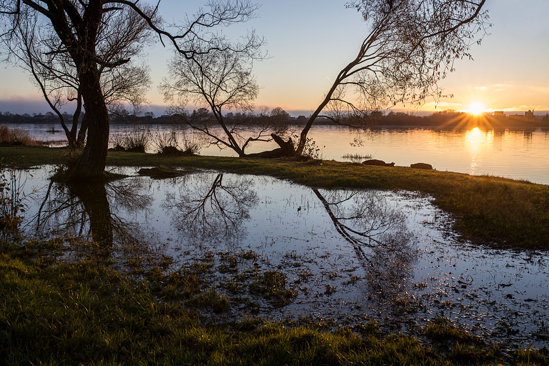 Последние листья