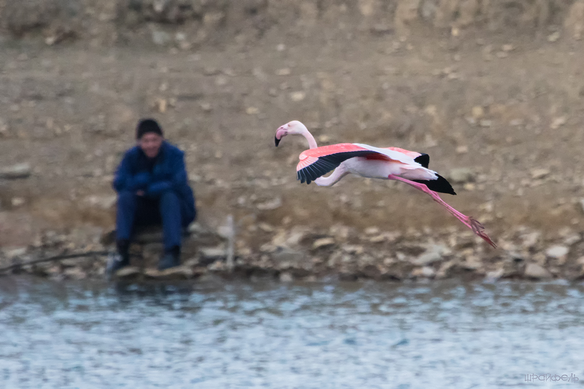 Фламинго и рыбак