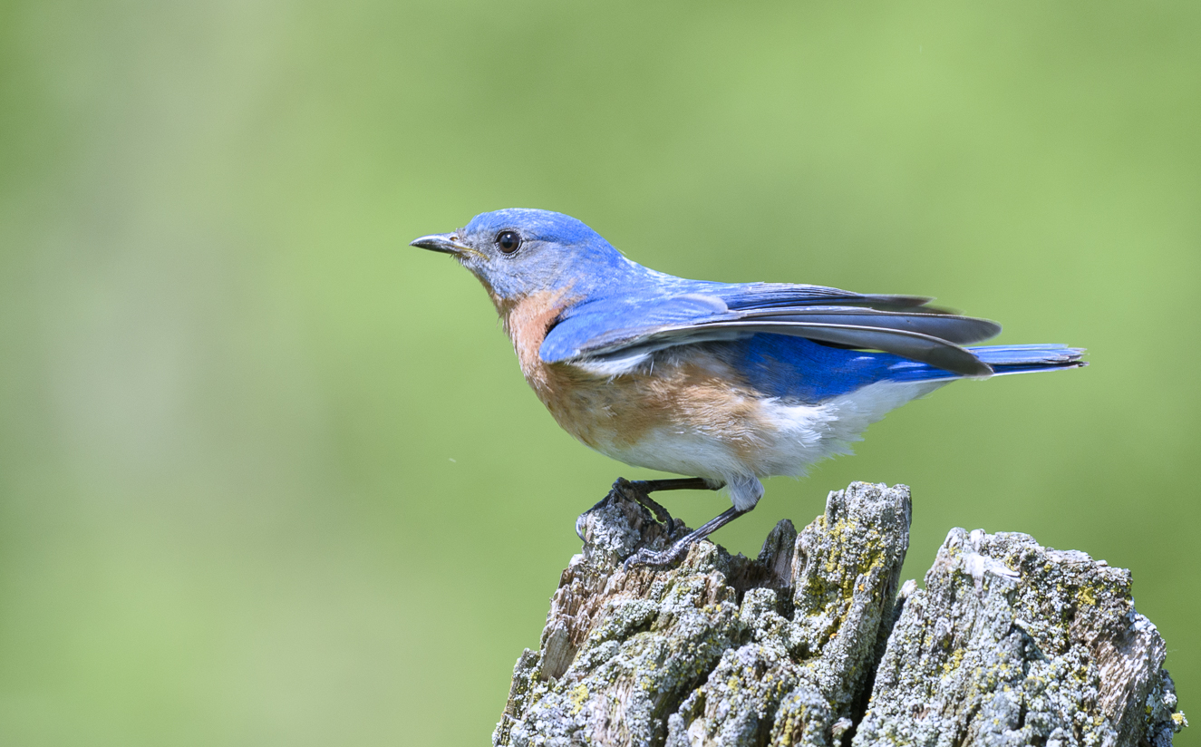 Eastern bluebird ~ Восточная сиалия
