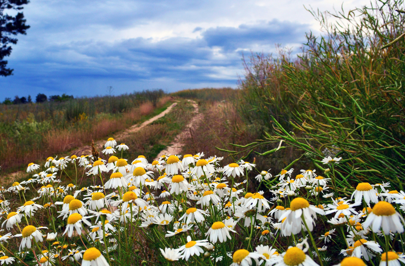 Ромашковый вечер