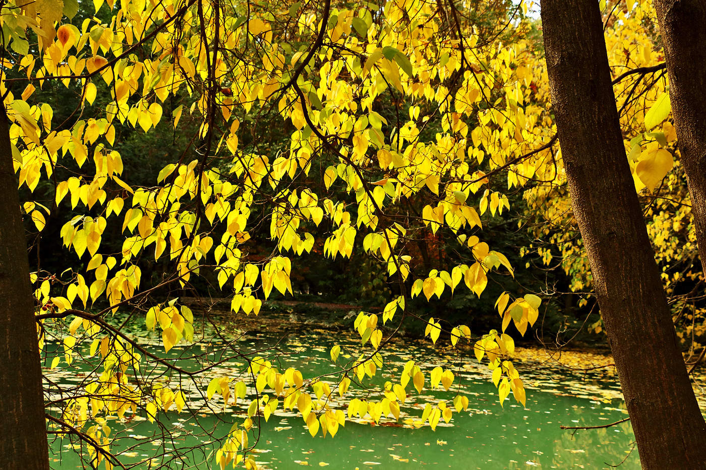 Золотой осенний занавес