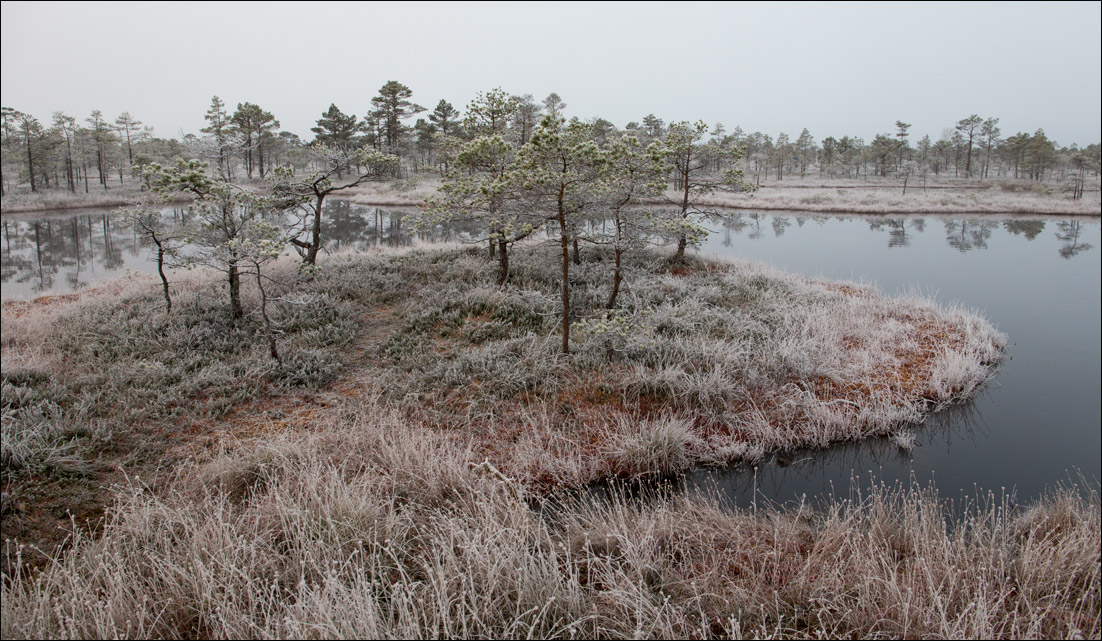 Иней на болотах