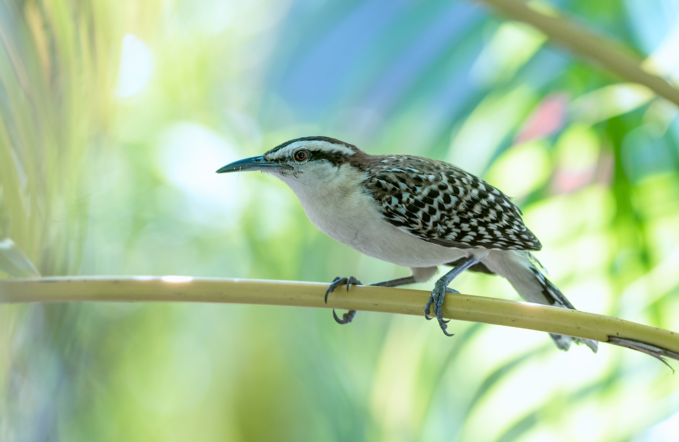 Rufous-naped Wren ~ Campylorhynchus rufinucha