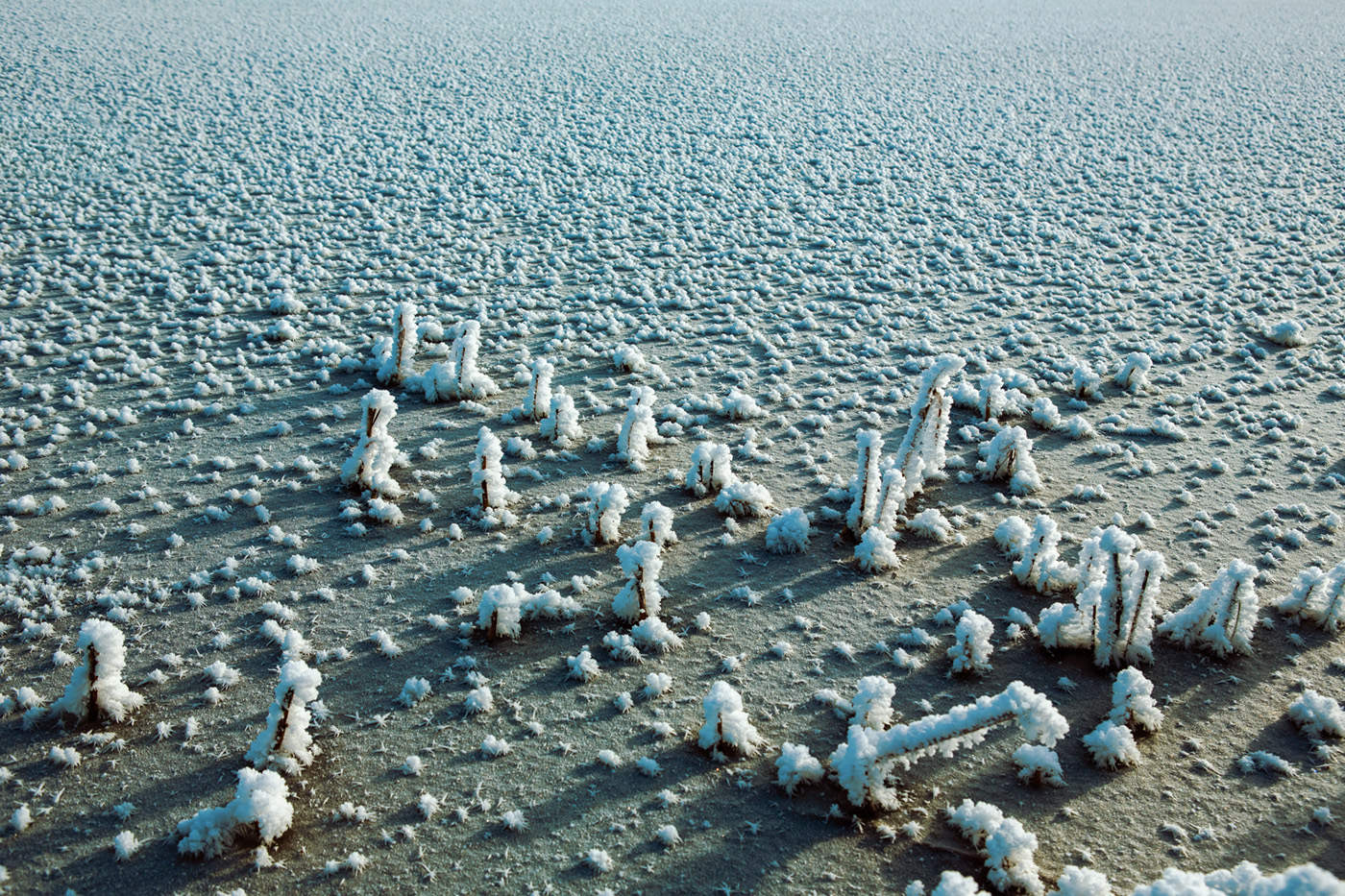 Зернистая пятница