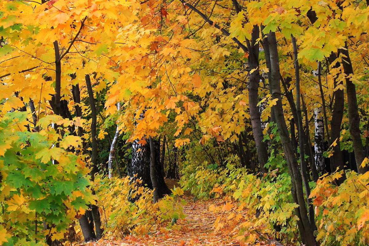 Дорожка в Осень !!!