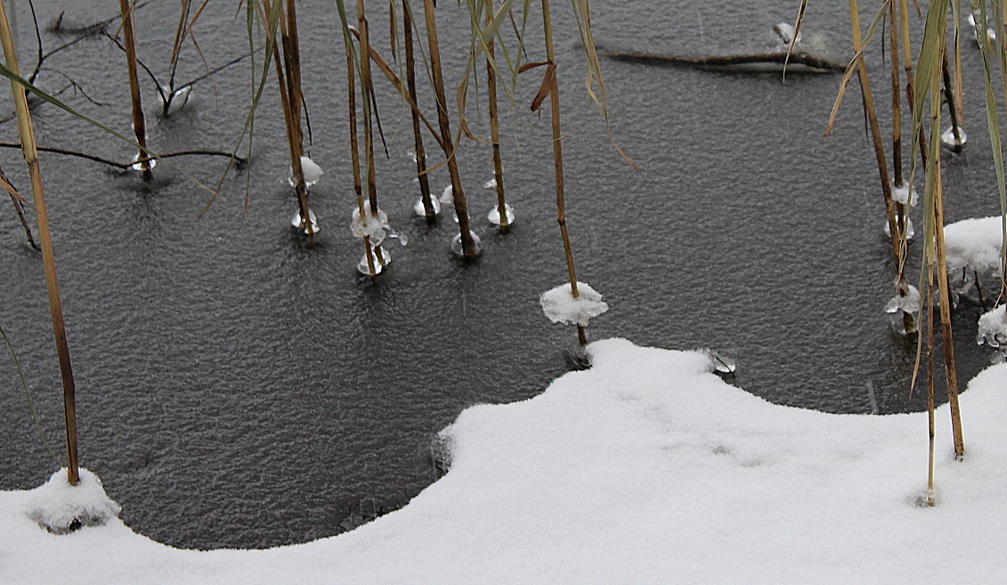 Зернистая пятница