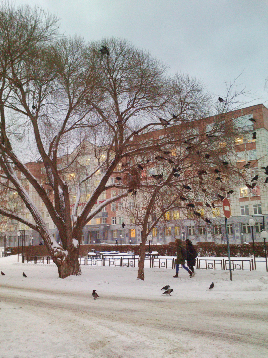 Зернистая пятница.