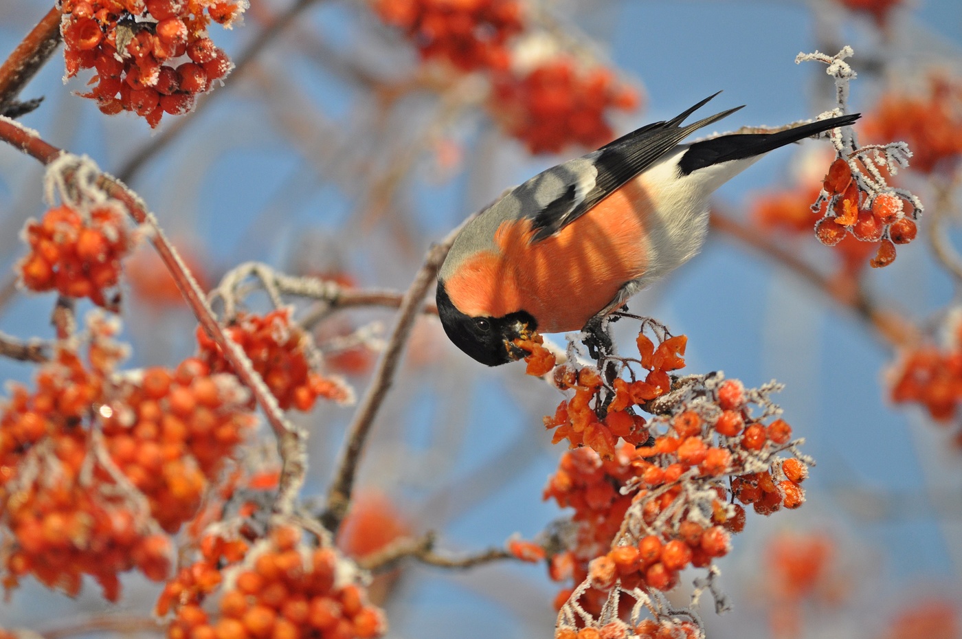 Снегирь за обедом