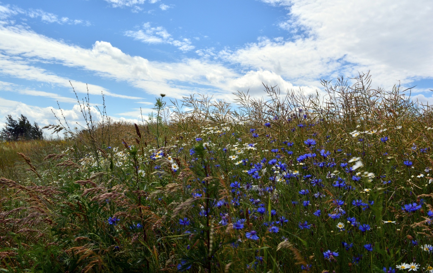 Васильковое лето