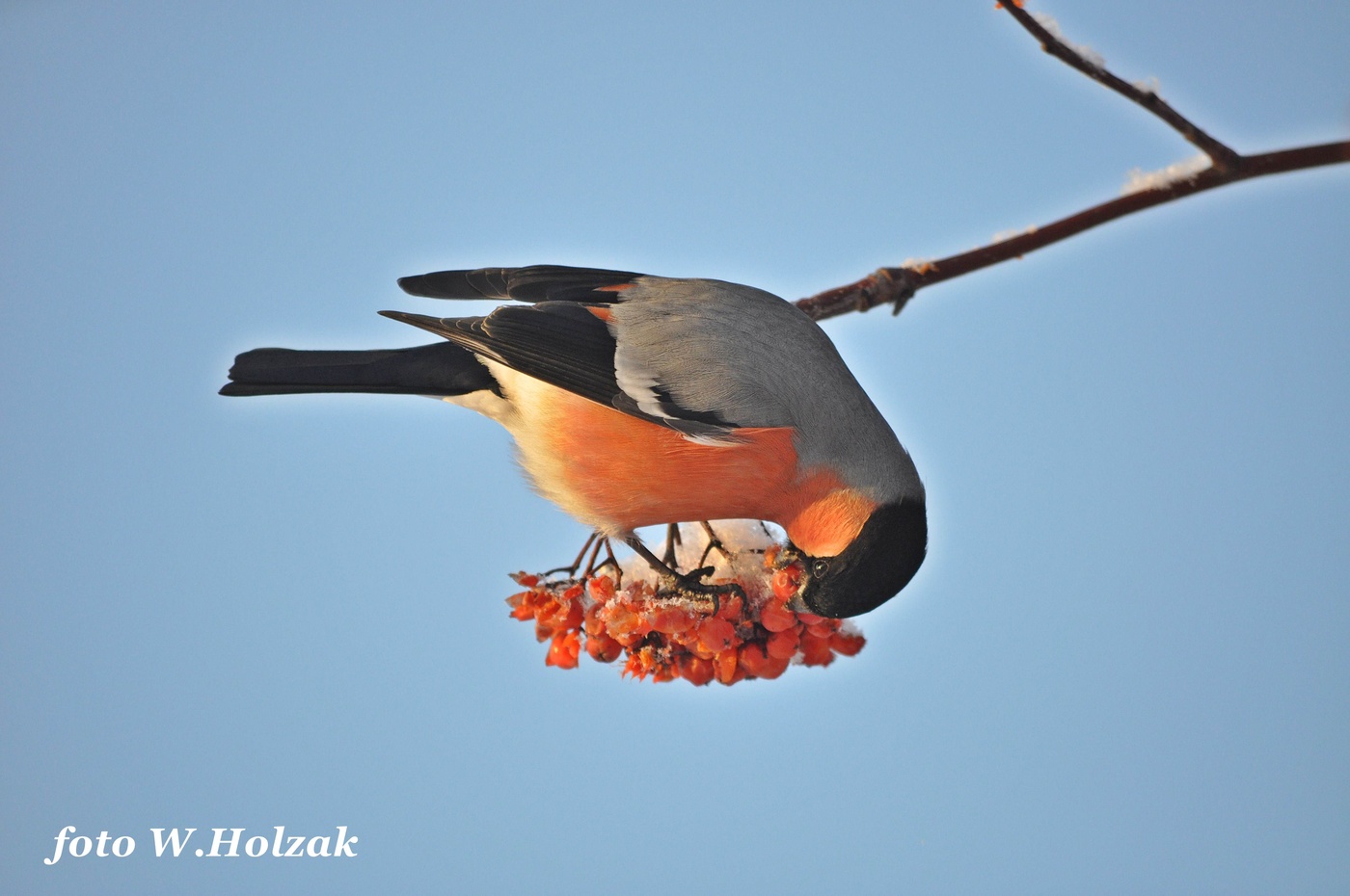 Обед снегиря