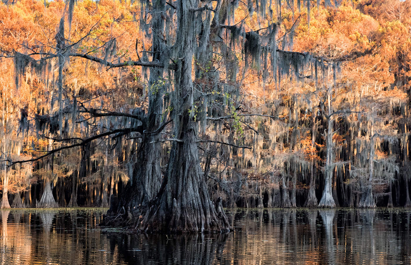 Золотой день