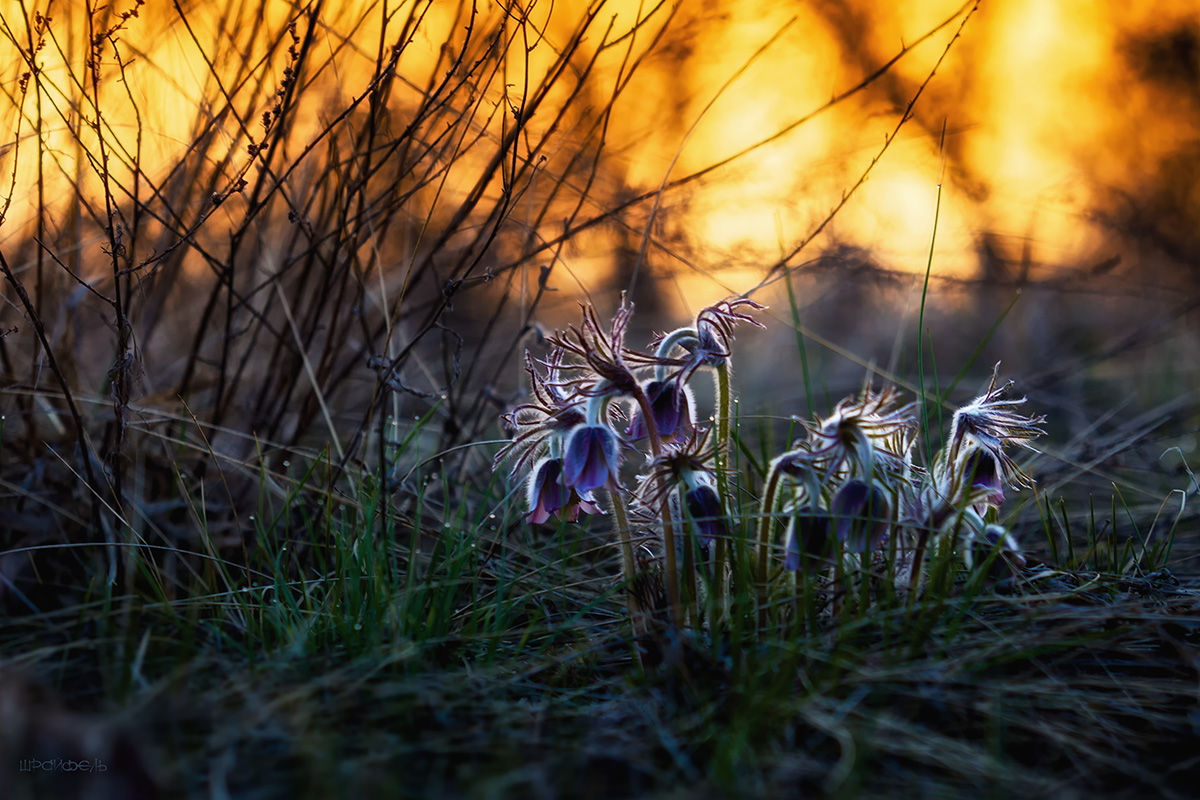 Проснулась сон-трава...