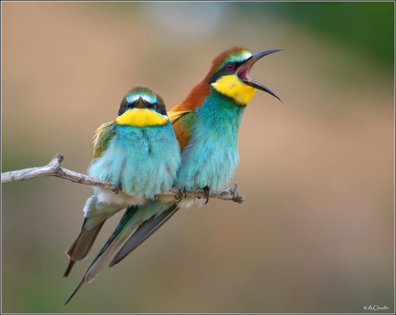 Заслушаешься )