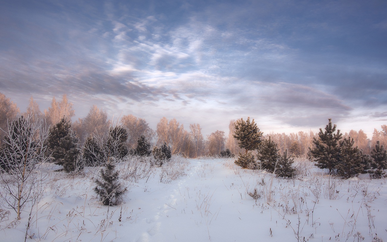 Про маленькие кедры.