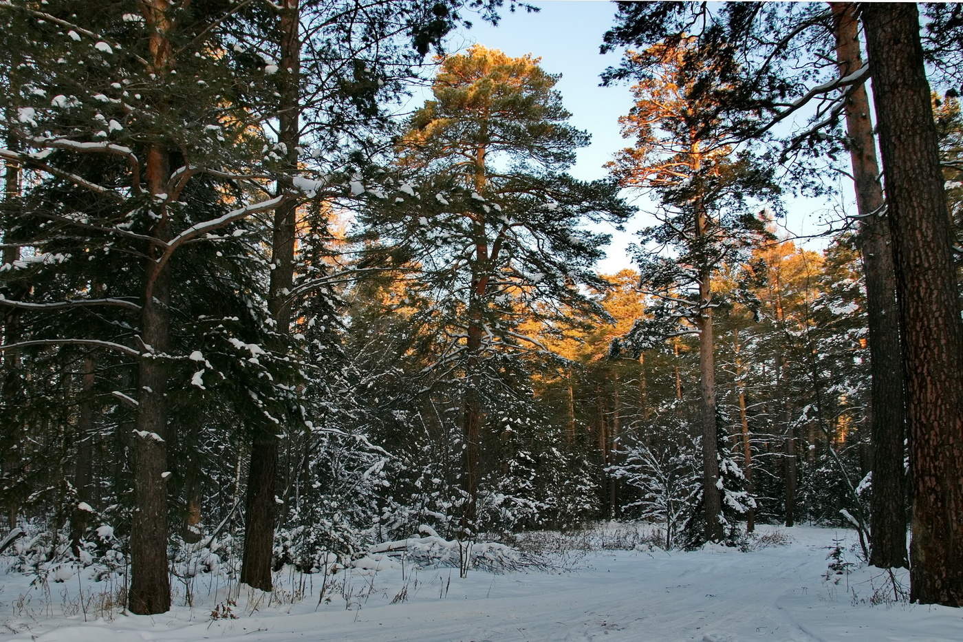 ВЕЧЕРНИЙ СВЕТ