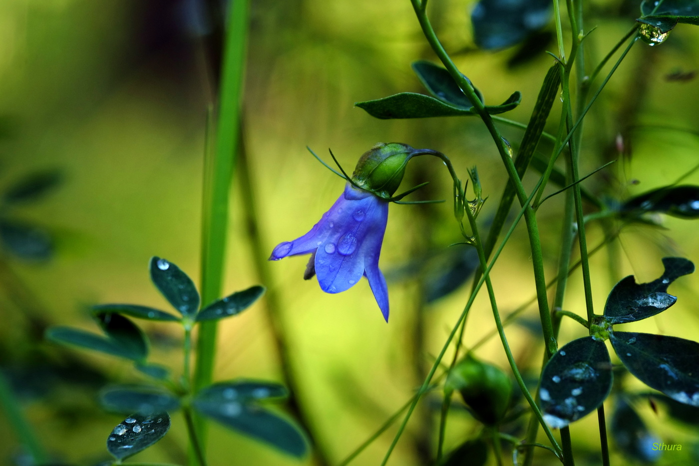 После летнего дождя.