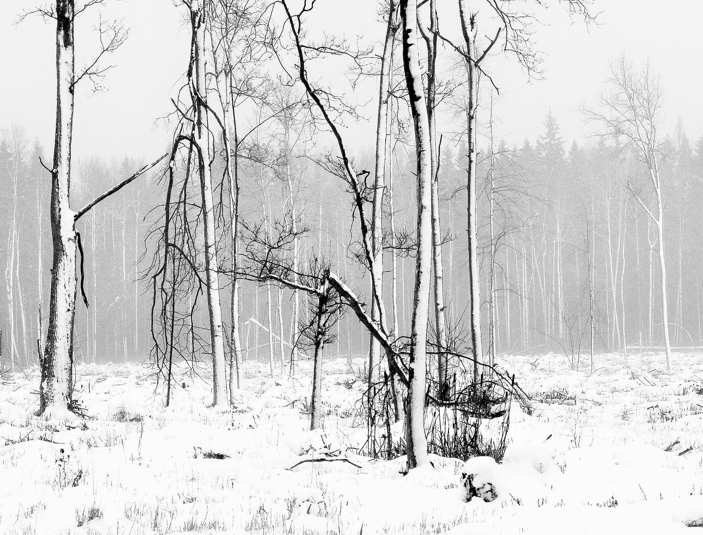 После угомонившейся вьюги ...