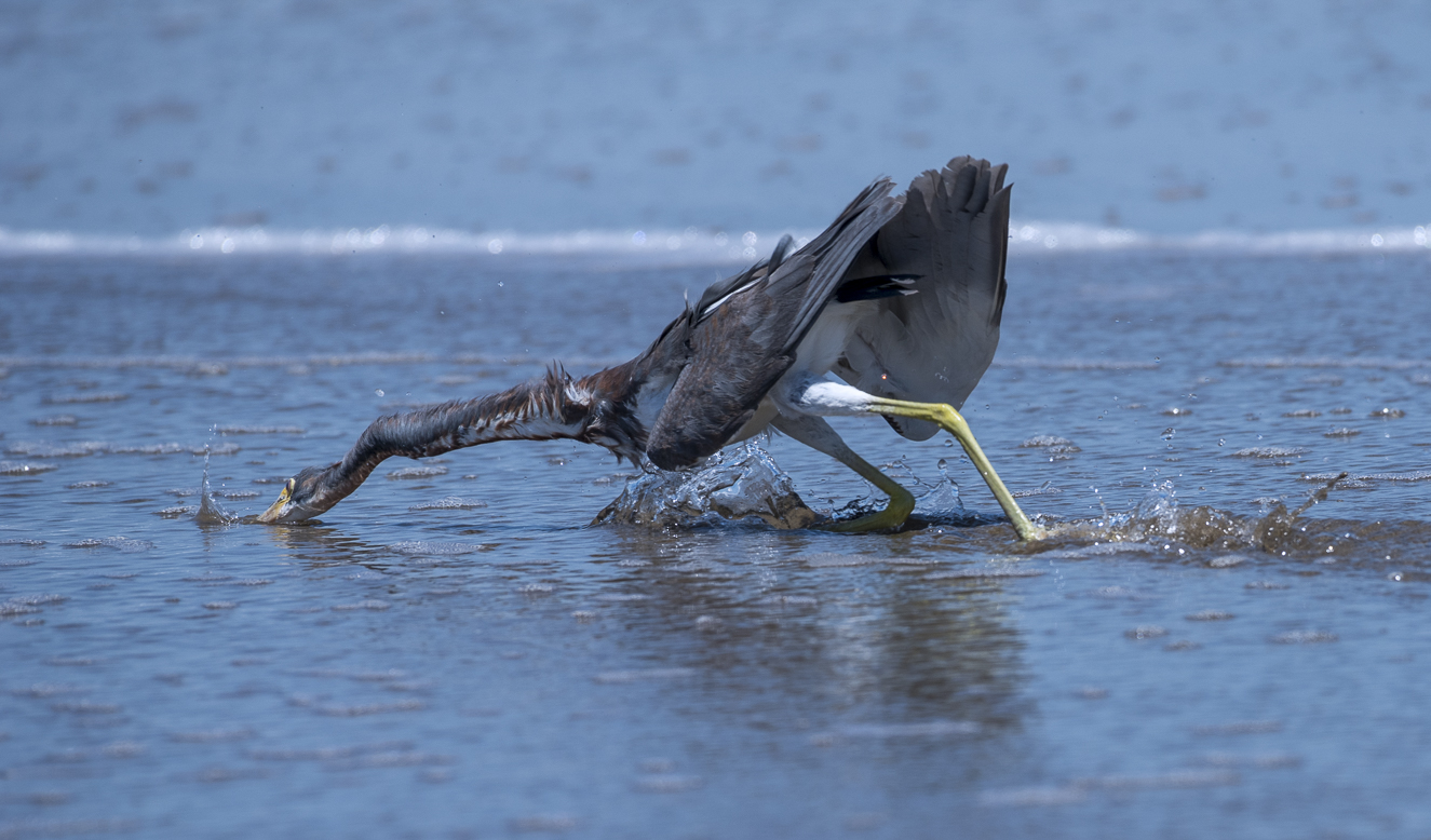 Tricolored heron~Трёхцветная цапля