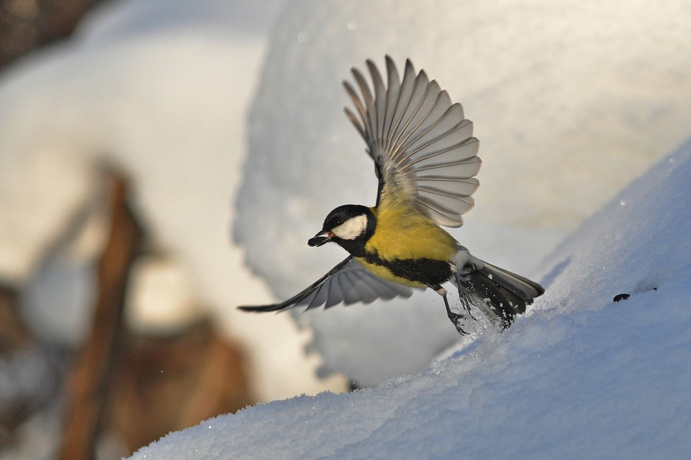 Синица ест ...