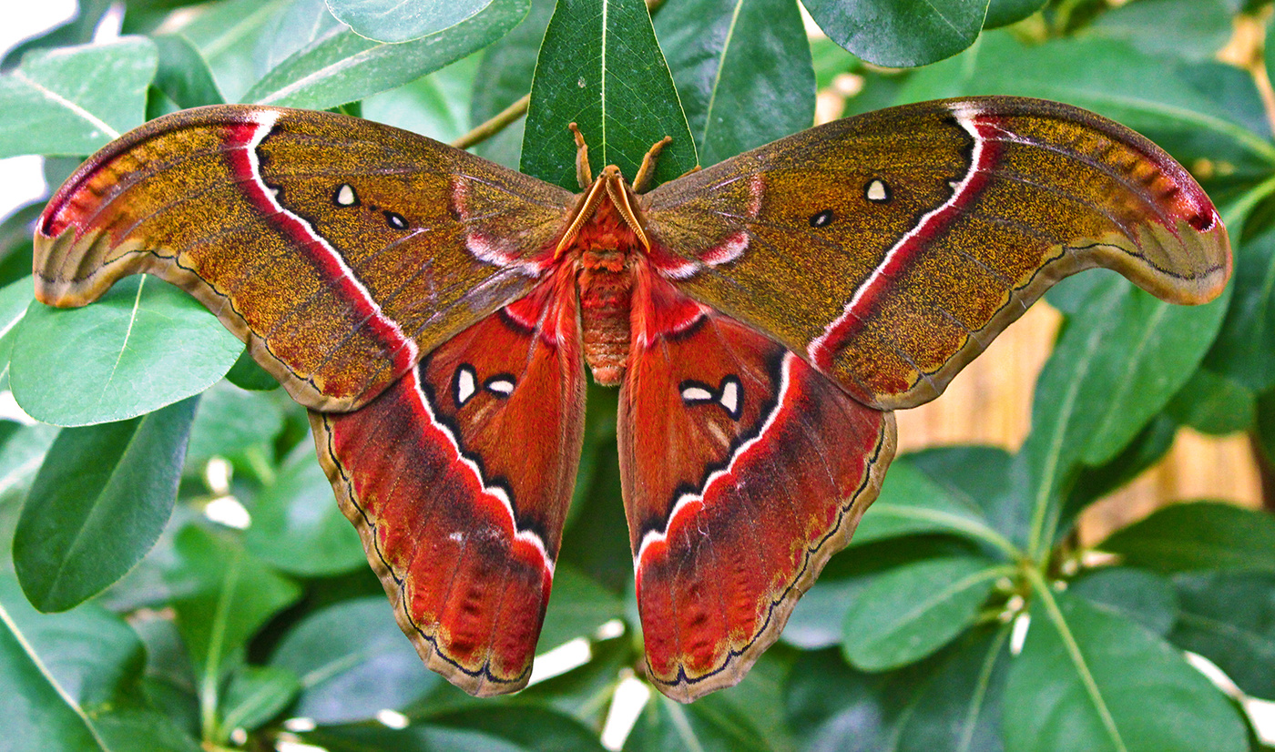 Павлиноглазка