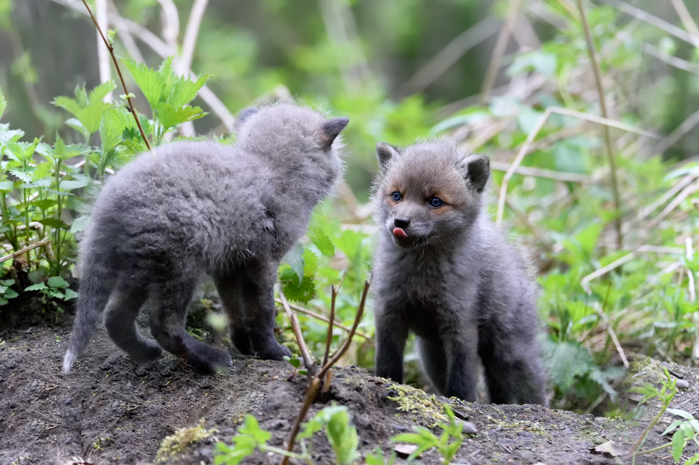 забавные лисята