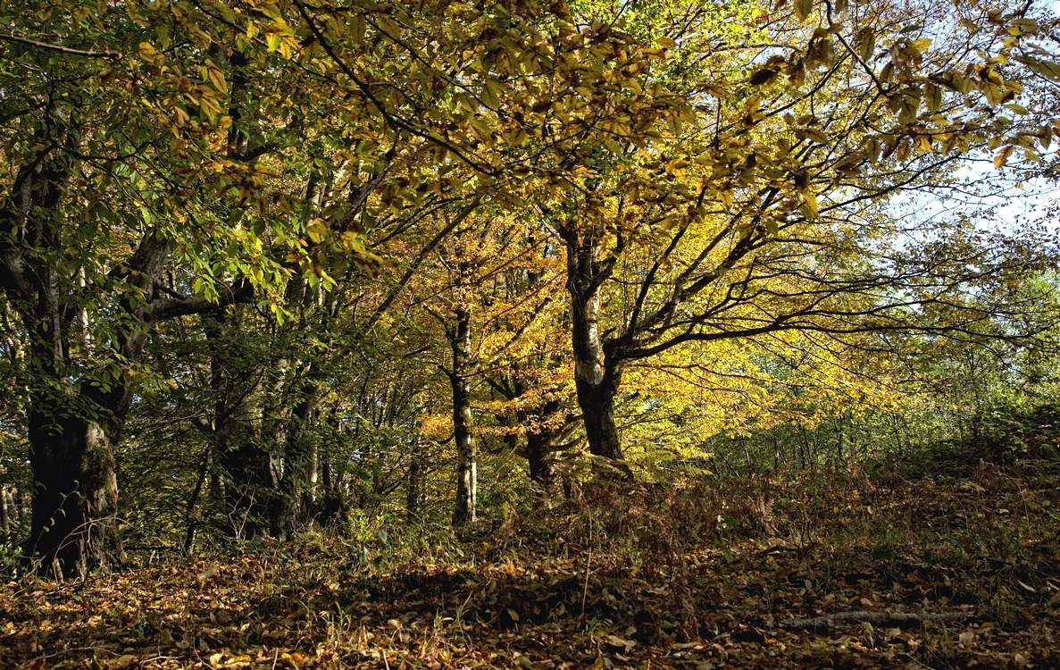 Осенняя путаница...