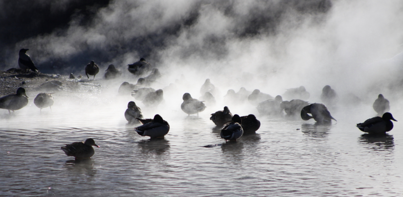 Утиная сауна.