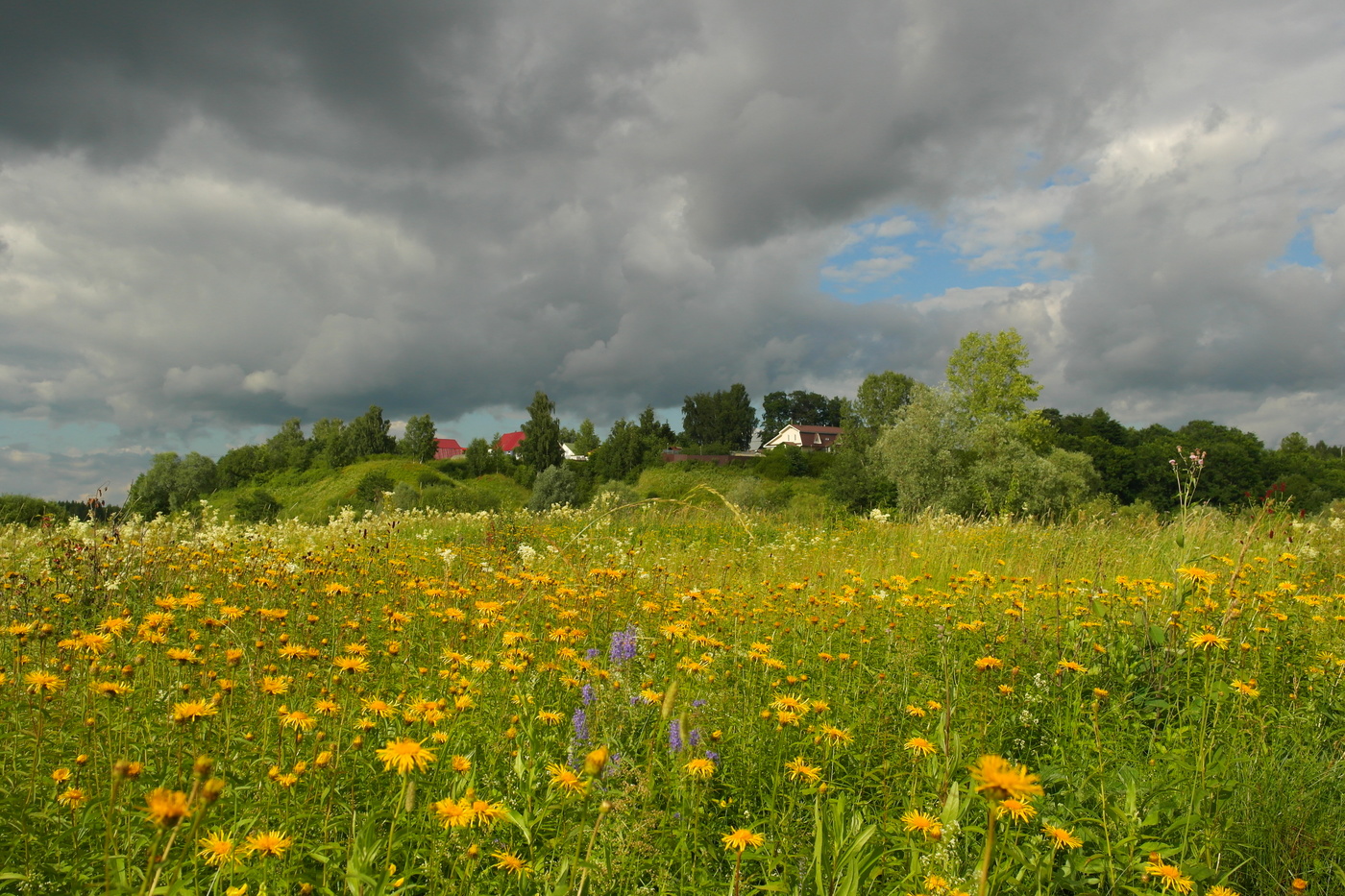 Ромашка,таволга и другие...