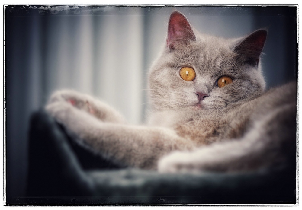 кошке на память