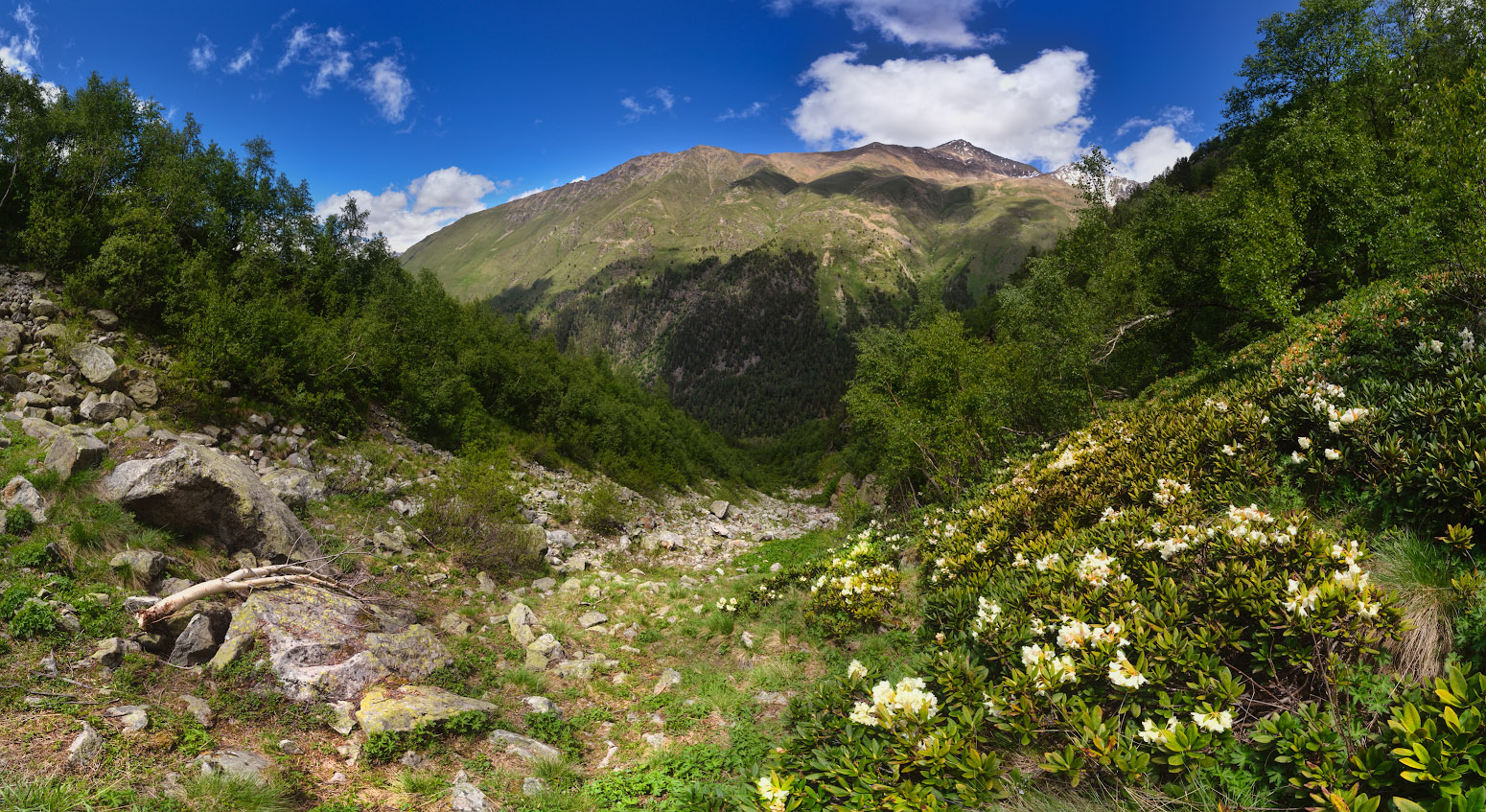 Теплый день с рододендронами