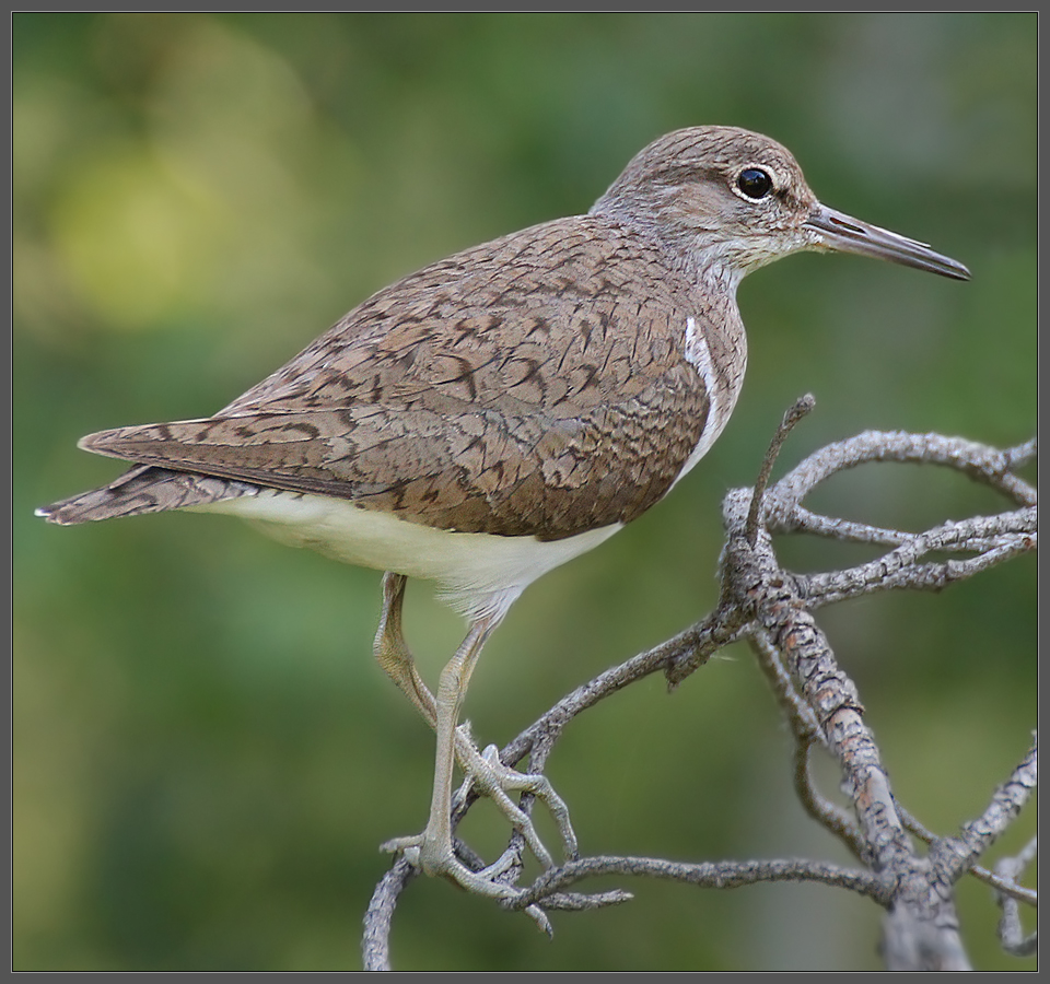 Веточки и ножки
