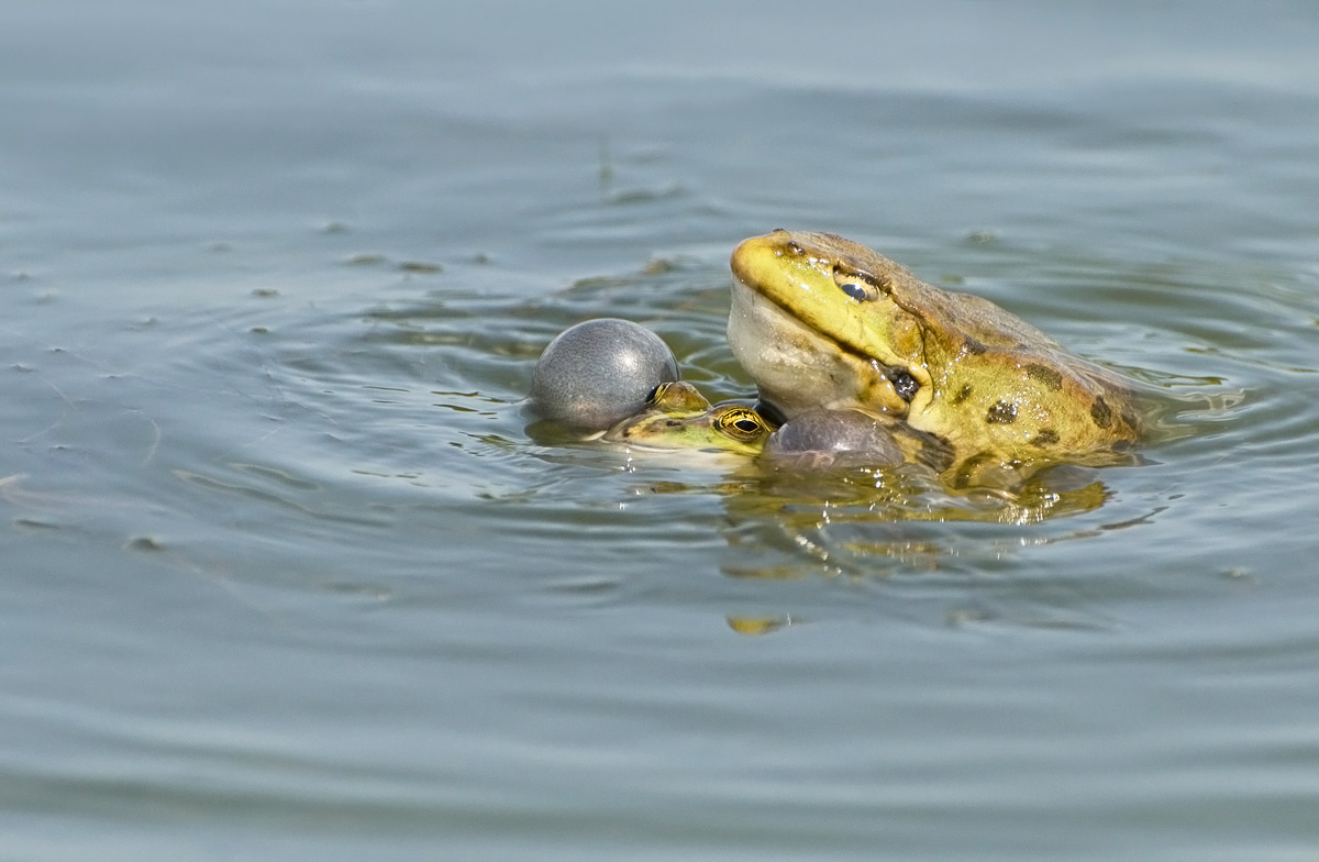 Доквакался