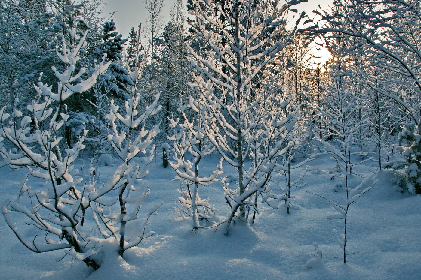 БЕЛОЕ БЕЗМОЛВИЕ