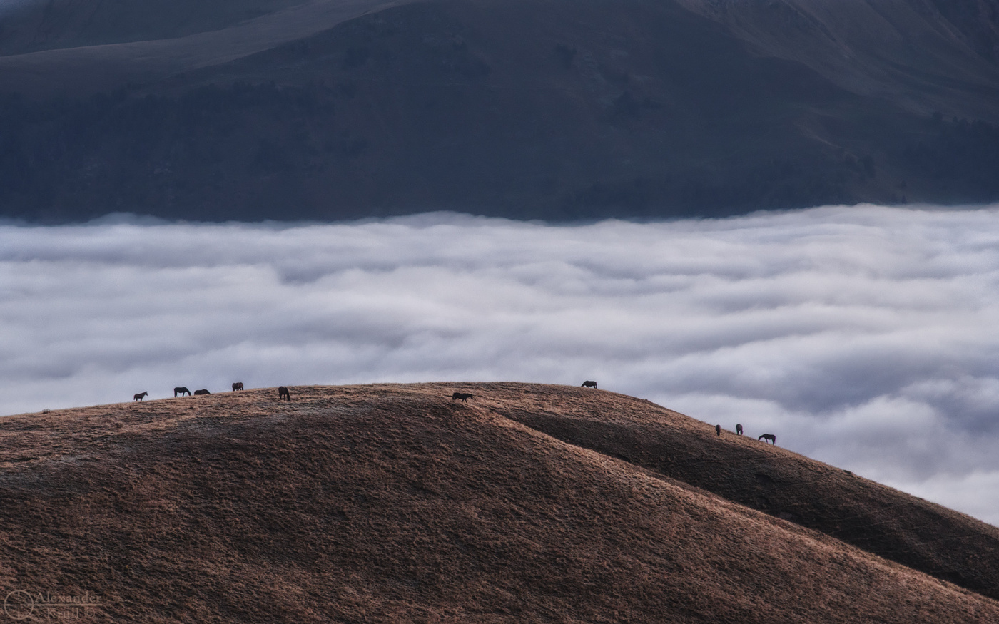 На утреннем выпасе...
