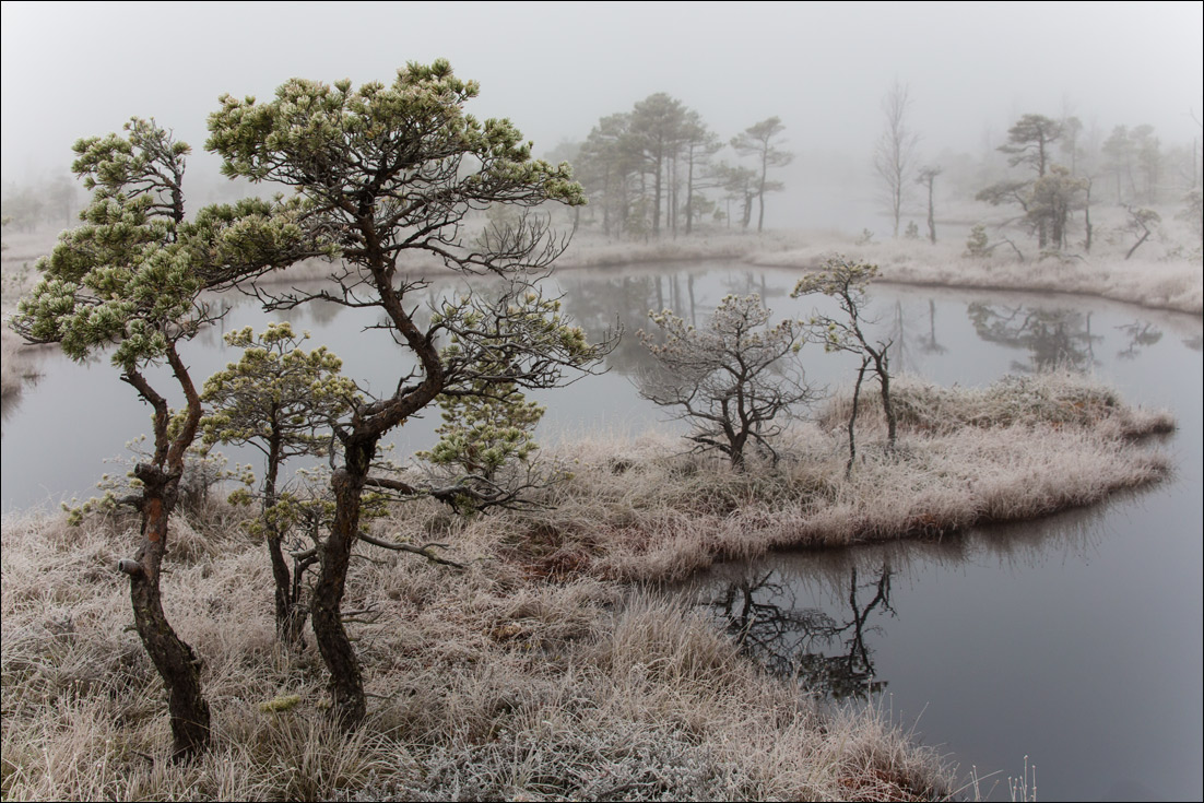 Двойной бансаи