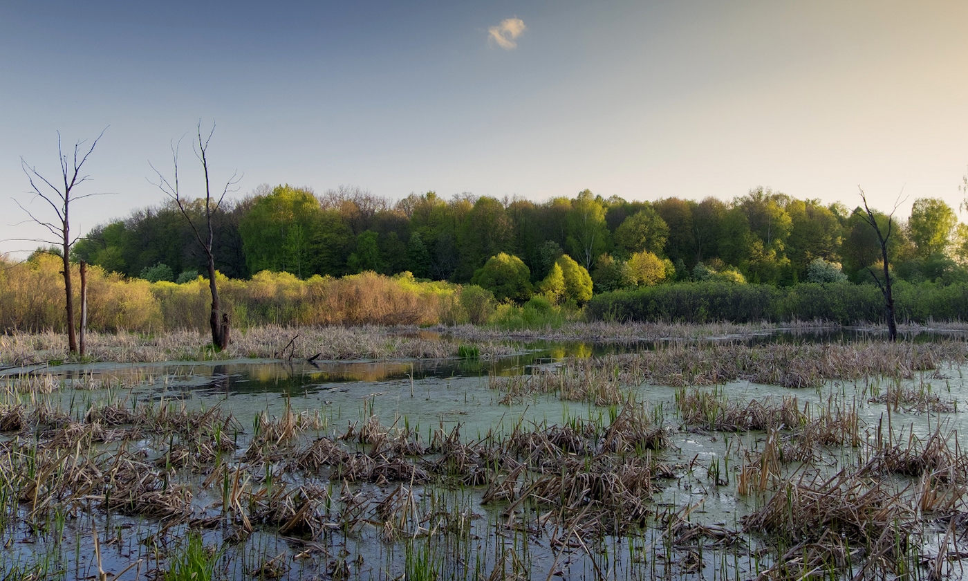 Болото тоже может быть красивым