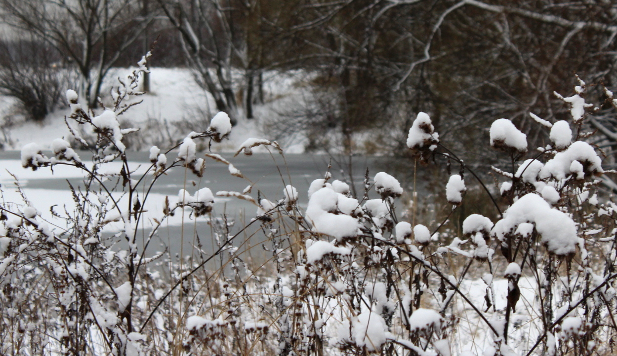 УКРЫТЫЕ СНЕГОМ