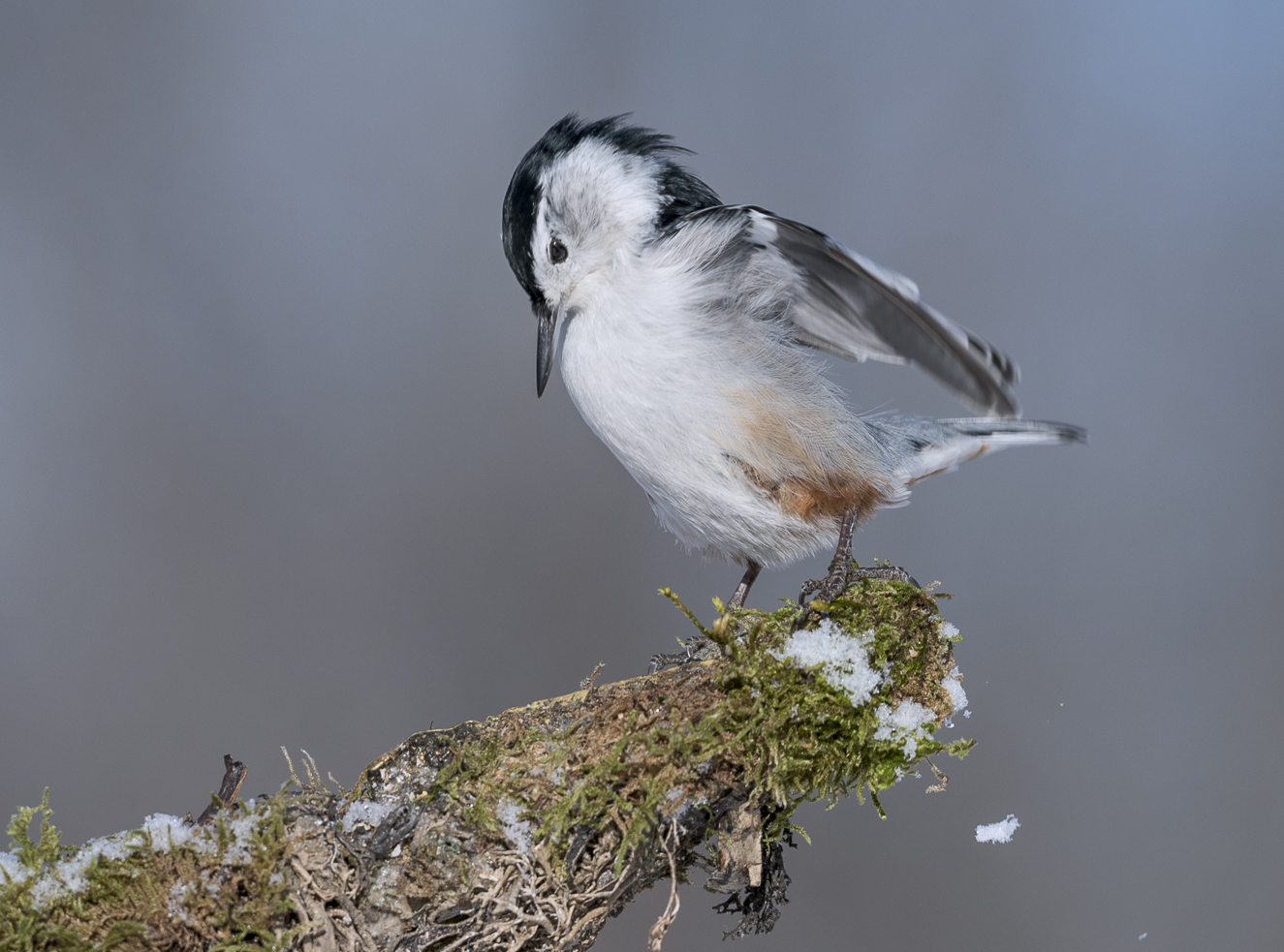 White-breasted Nuthatch