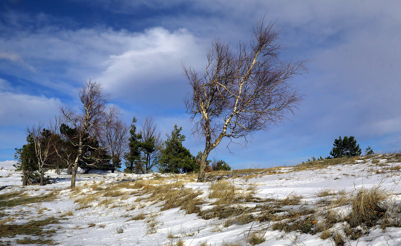 Во поле береза...