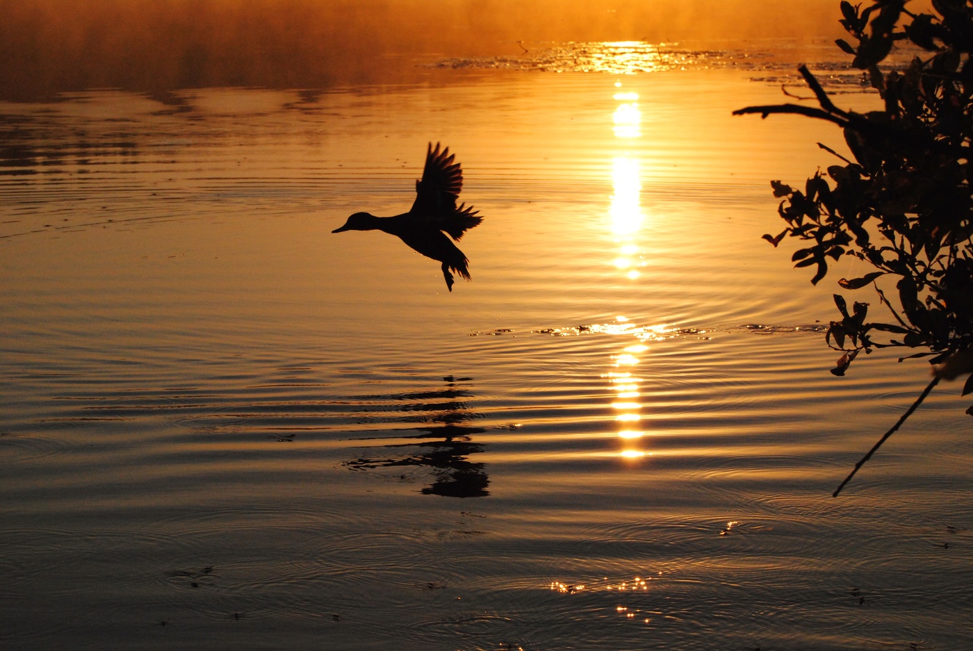 Здравствуй,утро золотое!