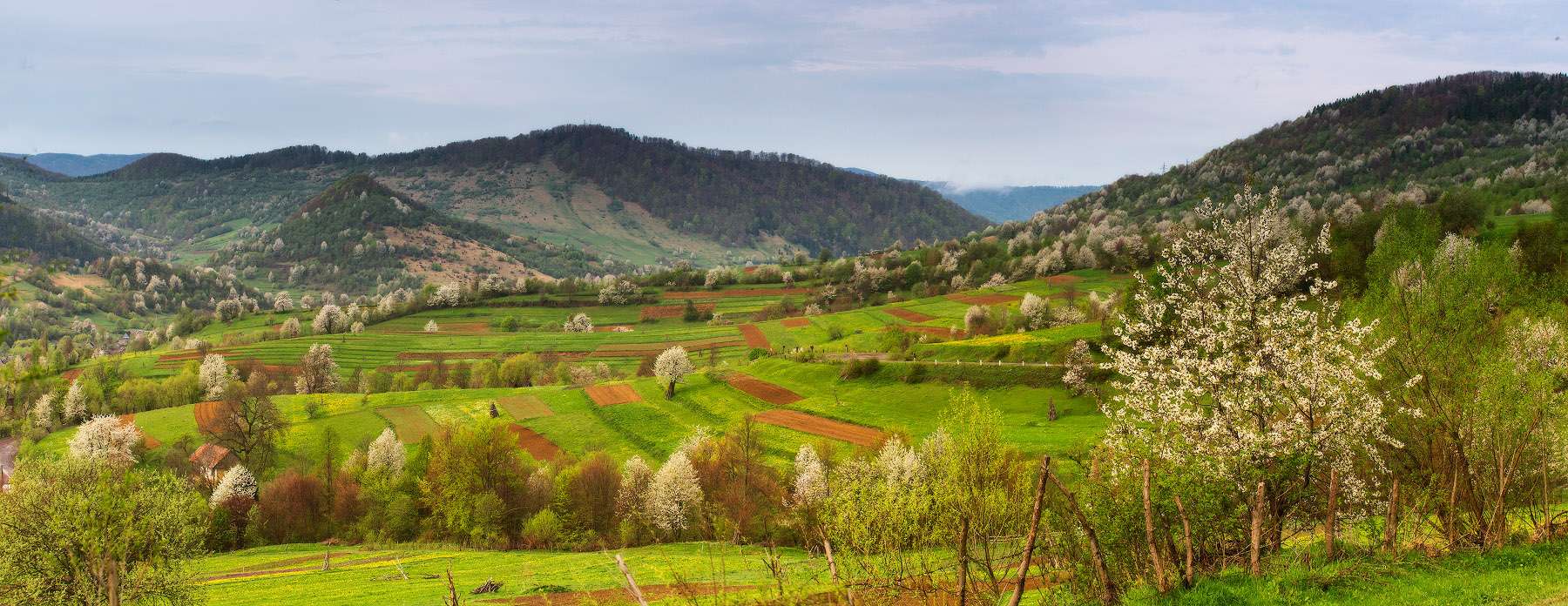 Цветущая долина