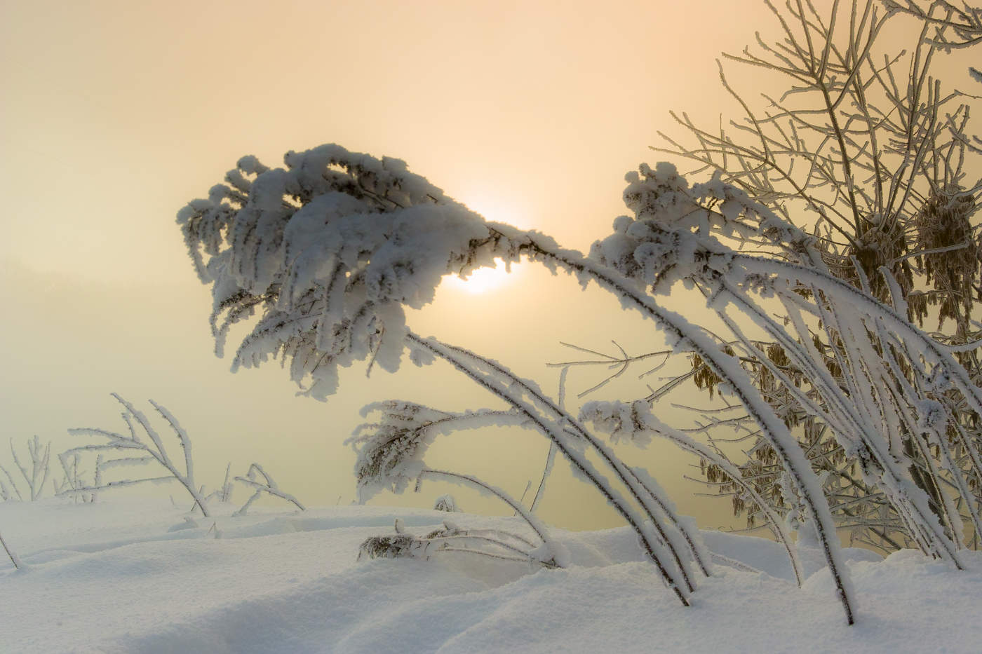 Морозная песня