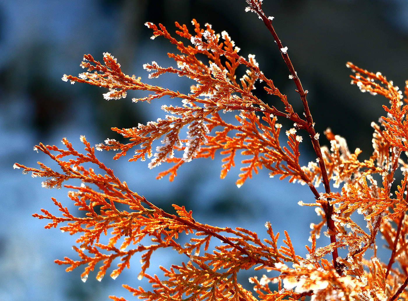 Изморозь тает...