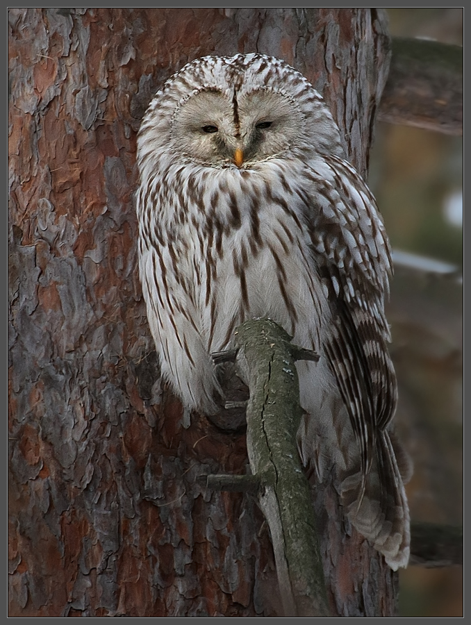 Ночной кошмар нашего бора