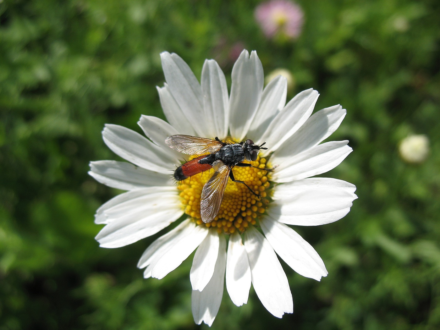 Мушка колючебрюшка