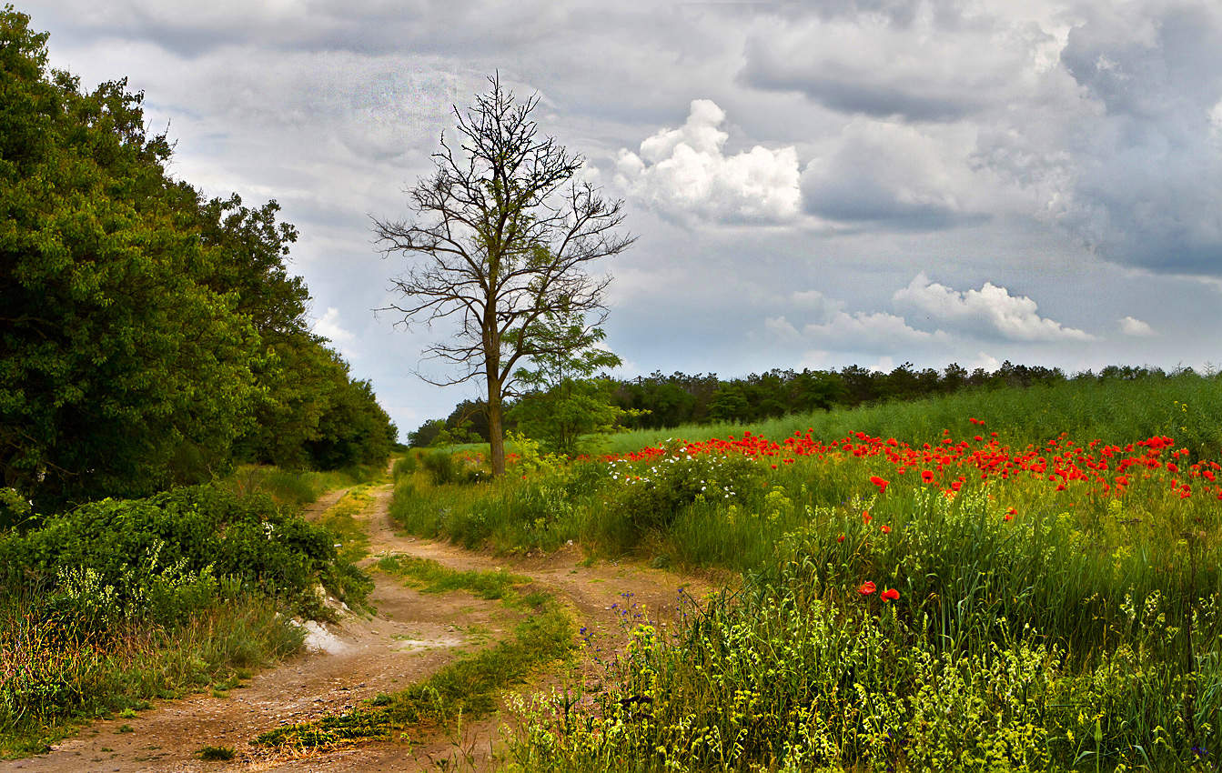 Дорога в поле.
